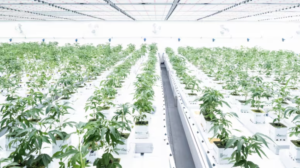 All Nations in Chilliwack, B.C., is hoping to become the biggest Indigenous-owned cannabis producer in the world. (Submitted by Sean Curley)