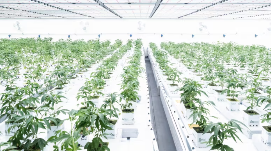 All Nations in Chilliwack, B.C., is hoping to become the biggest Indigenous-owned cannabis producer in the world. (Submitted by Sean Curley)