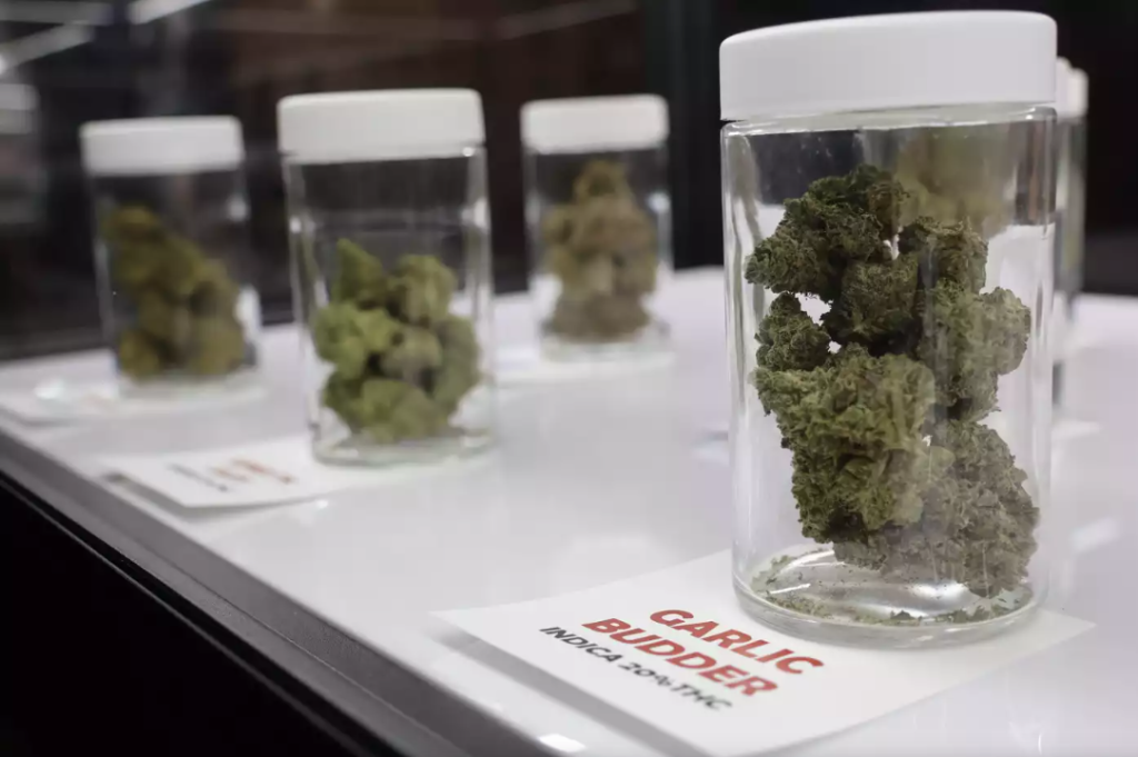 Cannabis in a jar at the NativeCare dispensary at the Red Lake Nation on Aug. 1, 2023.Mathew Holding Eagle III | MPR News file